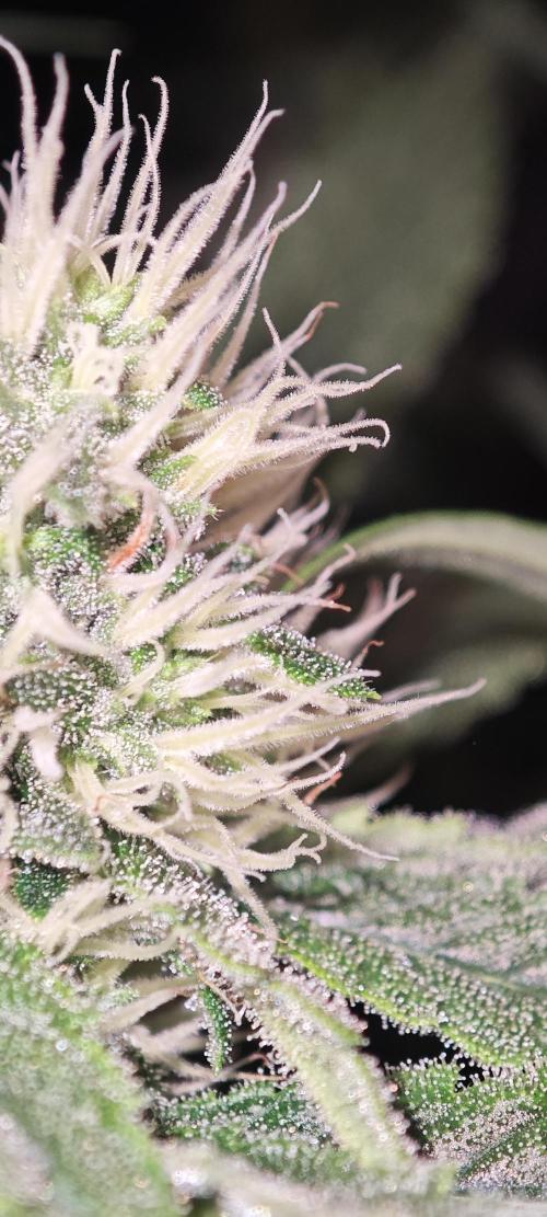 SUPER OG KUSH FAST - Pyramid Seeds. Week 10