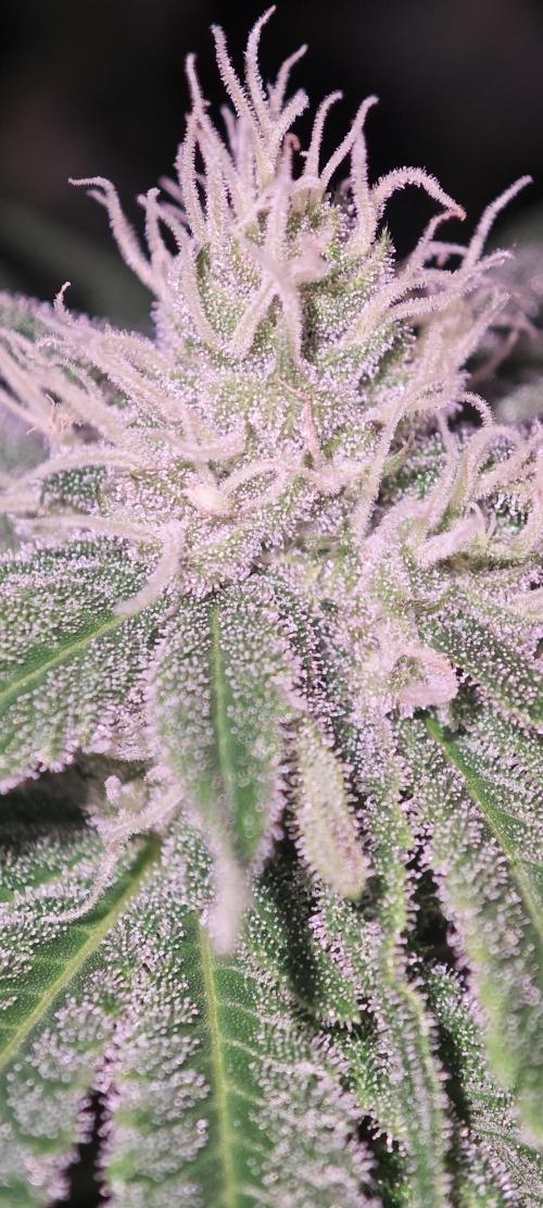 WEMBLEY X MENDOCINO Pyramid Seeds. Week 10