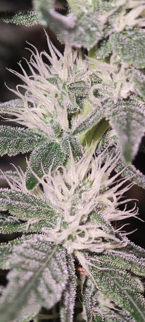 SUPER OG KUSH FAST - Pyramid Seeds. Week 10