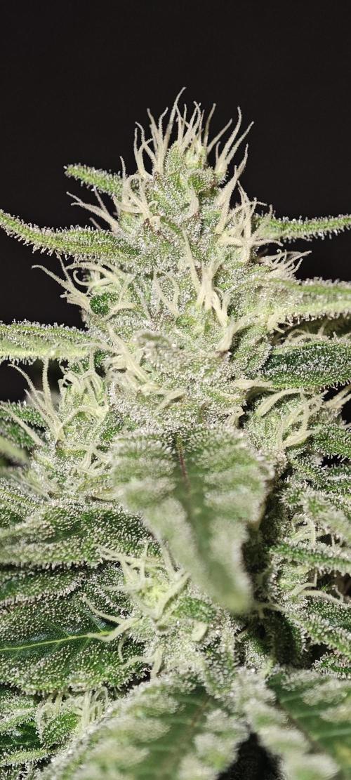 WEMBLEY X MENDOCINO Pyramid Seeds. Week 10