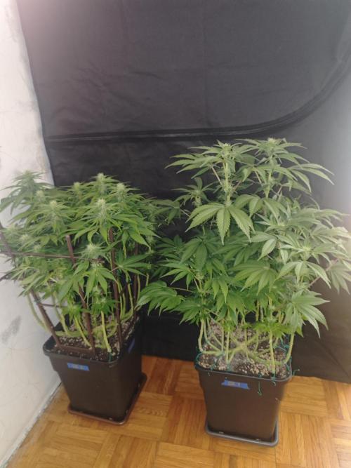 GORILLA ZKITTLEZ - Barney's Farm. Week 10
