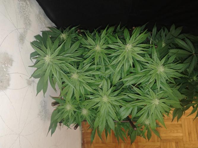 GORILLA ZKITTLEZ - Barney's Farm. Week 10