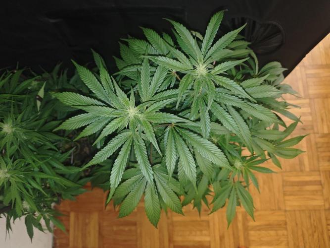 GORILLA ZKITTLEZ - Barney's Farm. Week 10