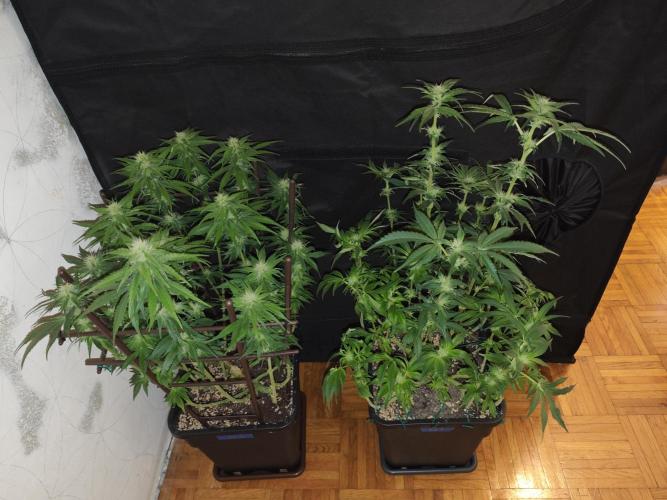 GORILLA ZKITTLEZ - Barney's Farm. Week 10