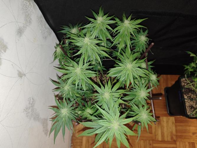 GORILLA ZKITTLEZ - Barney's Farm. Week 10