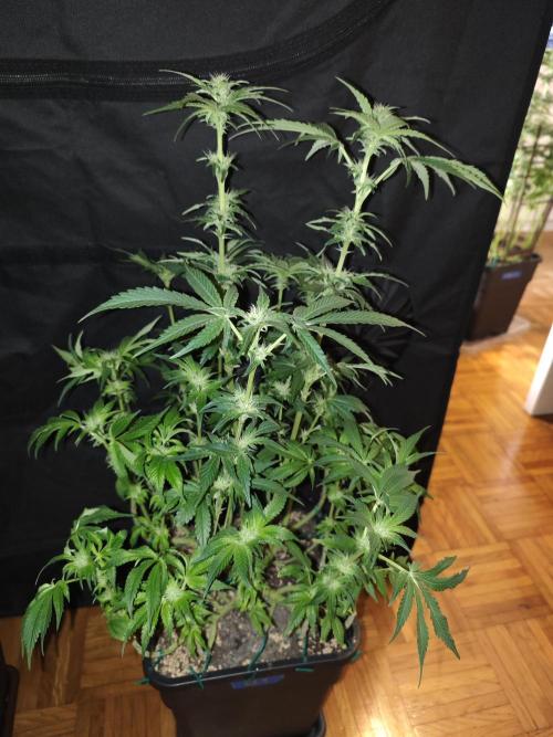 GORILLA ZKITTLEZ - Barney's Farm. Week 10