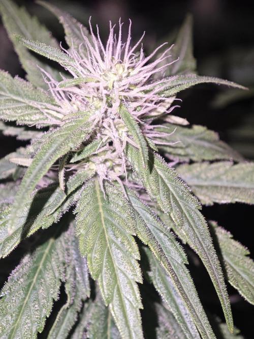 GORILLA ZKITTLEZ - Barney's Farm. Week 10