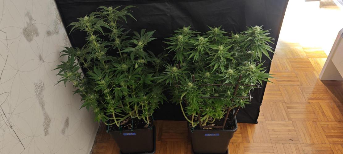 GORILLA ZKITTLEZ - Barney's Farm. Week 10