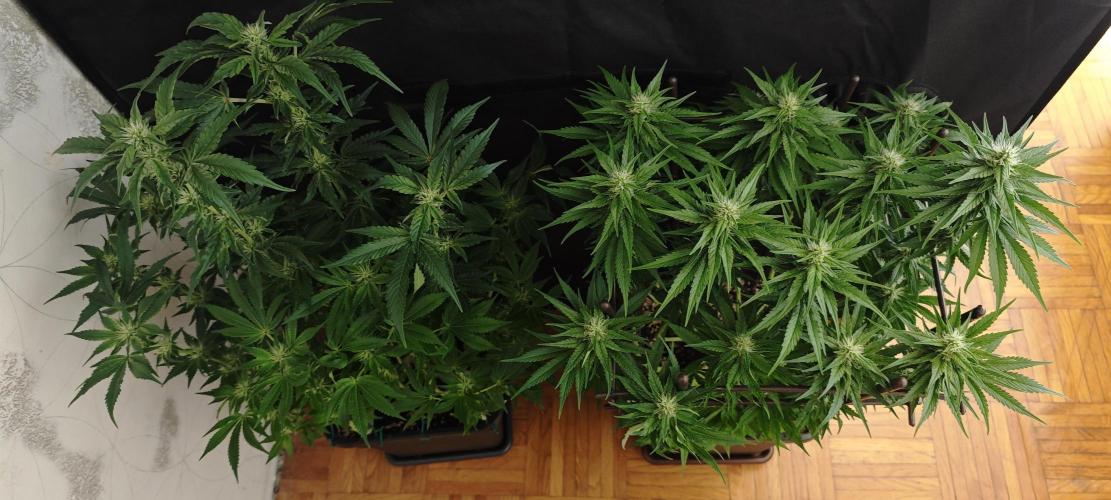 GORILLA ZKITTLEZ - Barney's Farm. Week 10