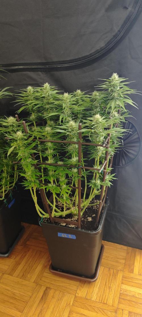 GORILLA ZKITTLEZ - Barney's Farm. Week 10