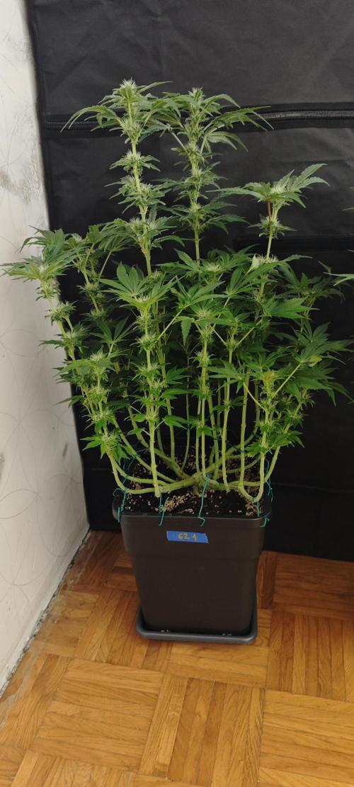 GORILLA ZKITTLEZ - Barney's Farm. Week 10