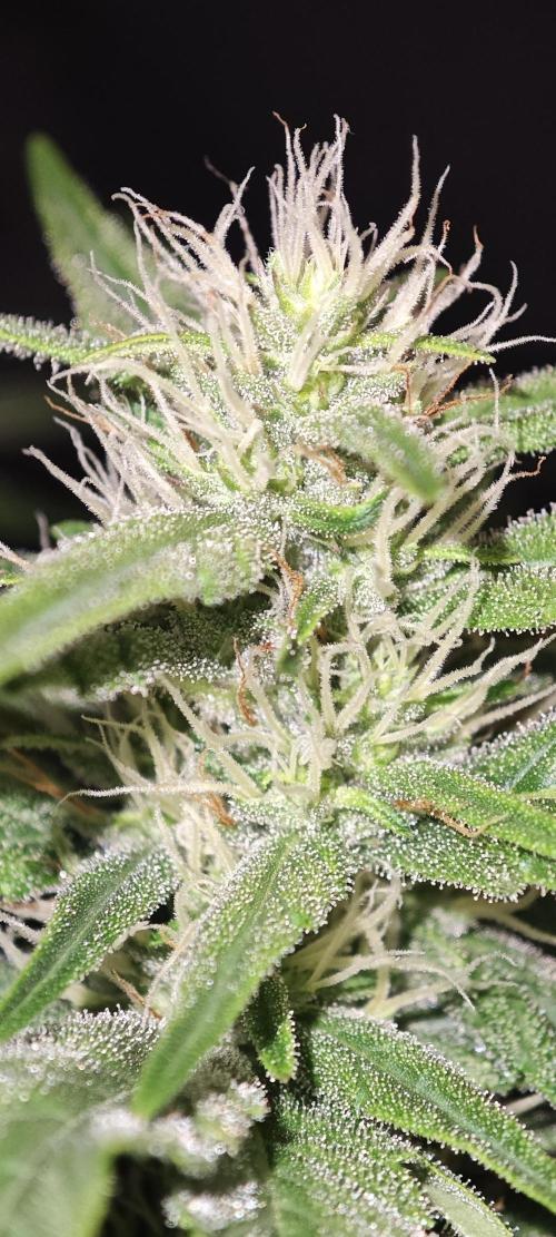 GORILLA ZKITTLEZ - Barney's Farm. Week 10