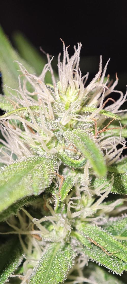GORILLA ZKITTLEZ - Barney's Farm. Week 10