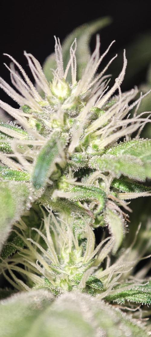 GORILLA ZKITTLEZ - Barney's Farm. Week 10