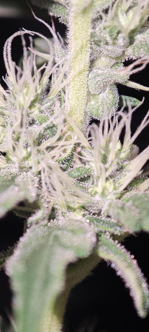 GORILLA ZKITTLEZ - Barney's Farm. Week 10