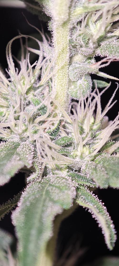 GORILLA ZKITTLEZ - Barney's Farm. Week 10