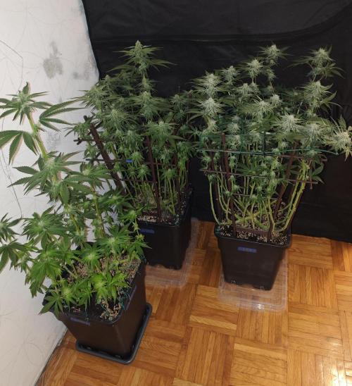 LSD - Barney's Farm. Week 10