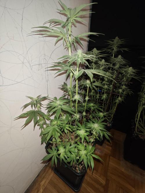 LSD - Barney's Farm. Week 10