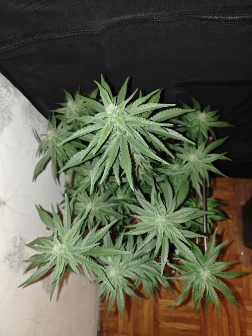 LSD - Barney's Farm. Week 10