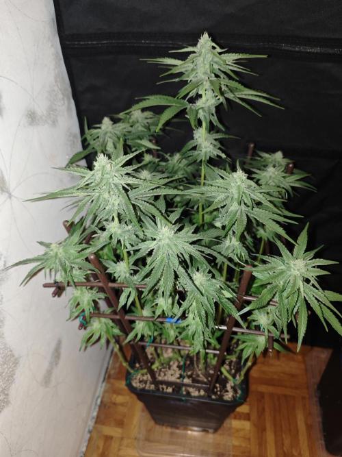 LSD - Barney's Farm. Week 10