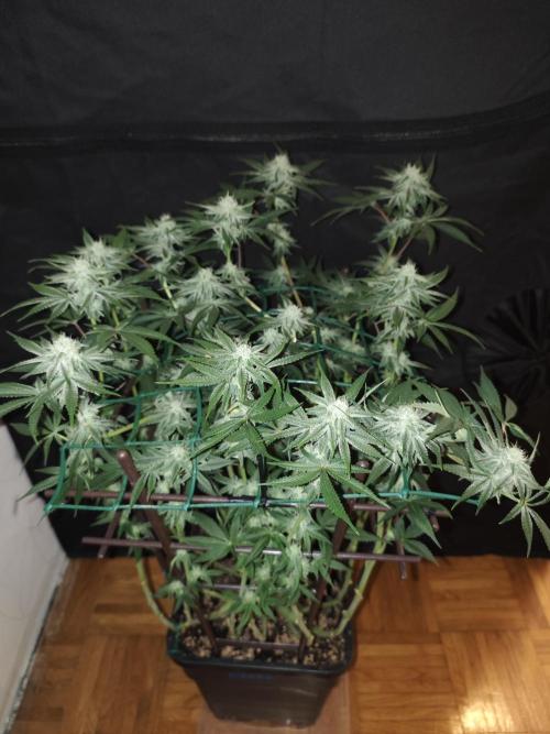 LSD - Barney's Farm. Week 10