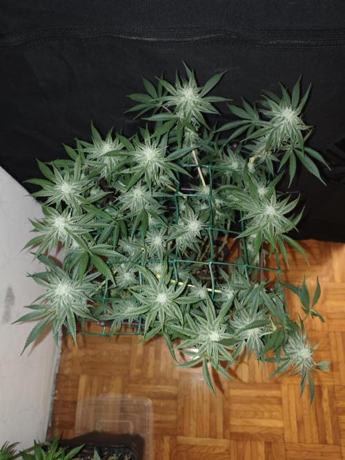 LSD - Barney's Farm. Week 10