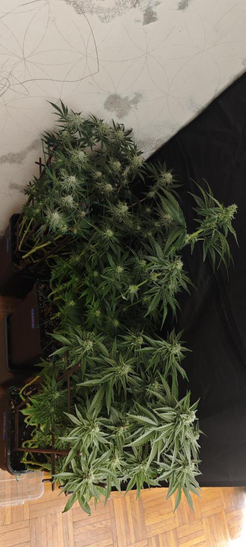 LSD - Barney's Farm. Week 10