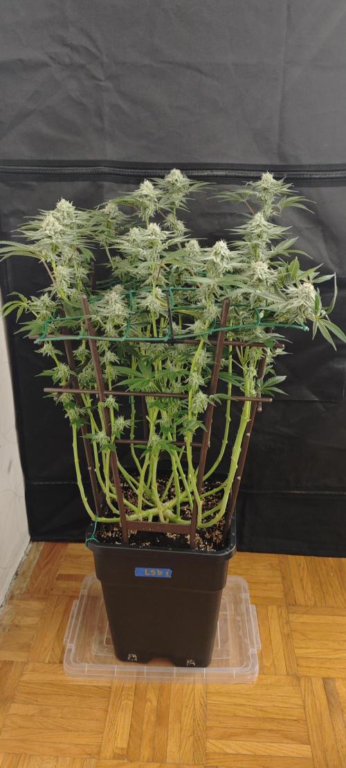 LSD - Barney's Farm. Week 10