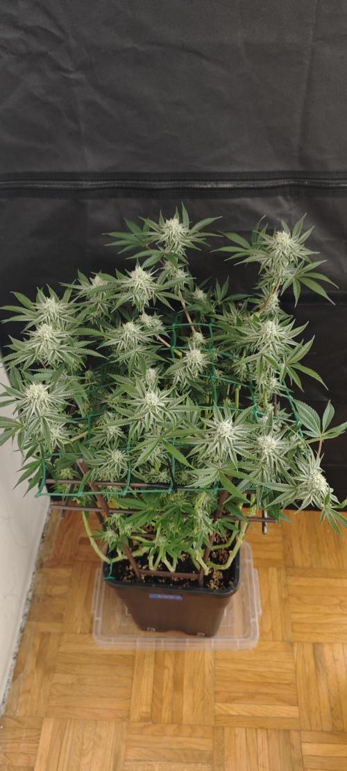 LSD - Barney's Farm. Week 10