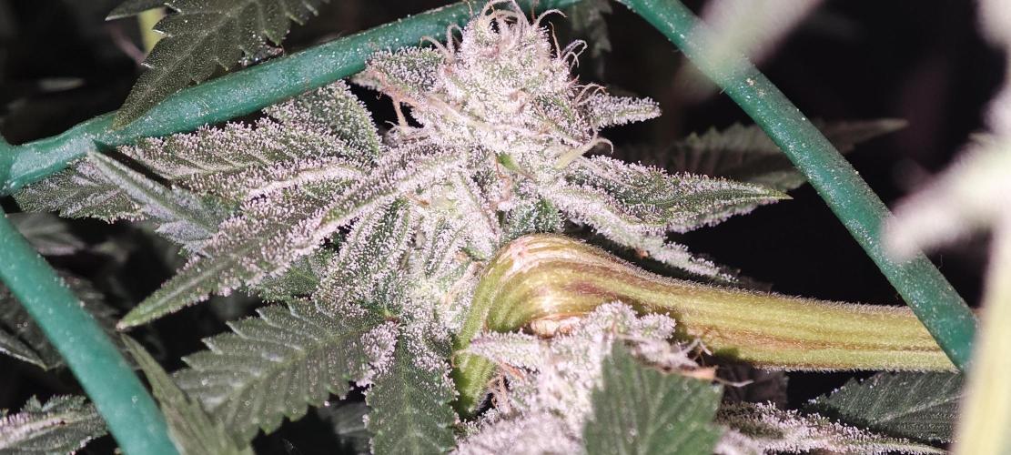 LSD - Barney's Farm. Week 10