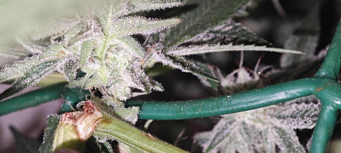 LSD - Barney's Farm. Week 10