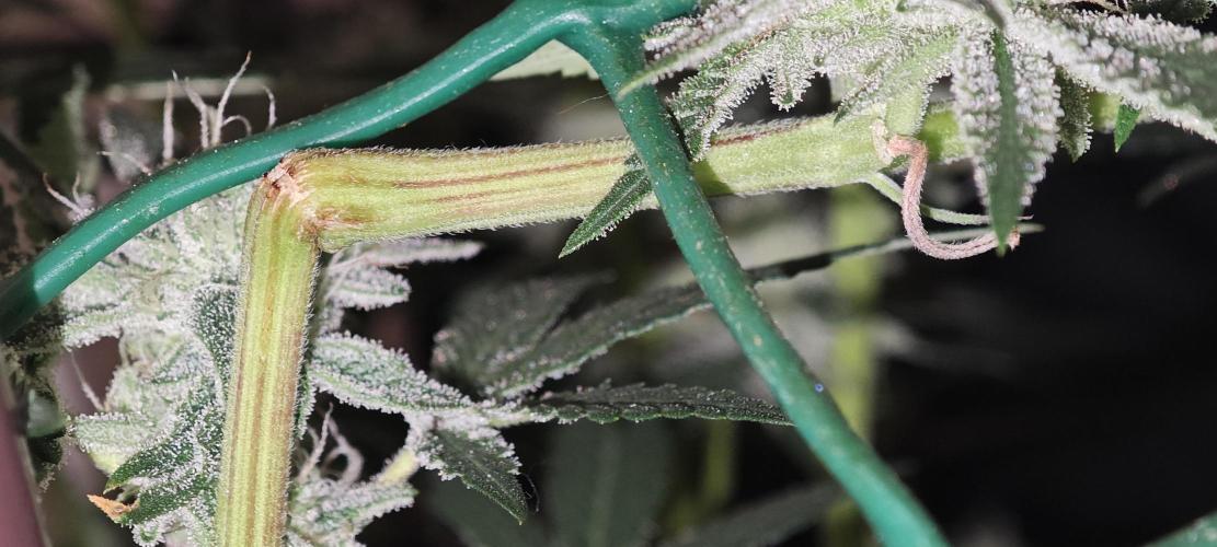 LSD - Barney's Farm. Week 10
