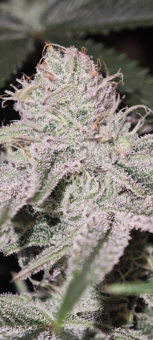 LSD - Barney's Farm. Week 10