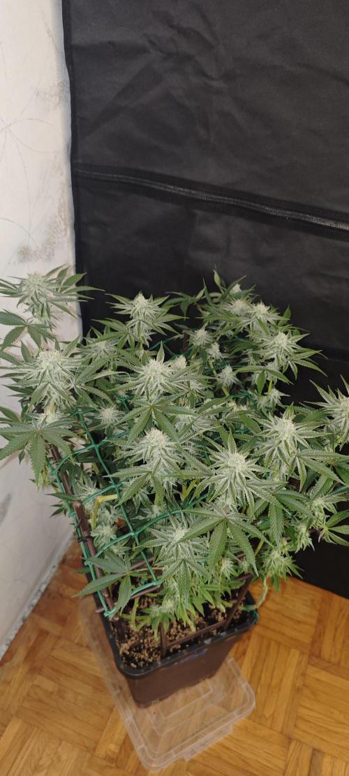 LSD - Barney's Farm. Week 10