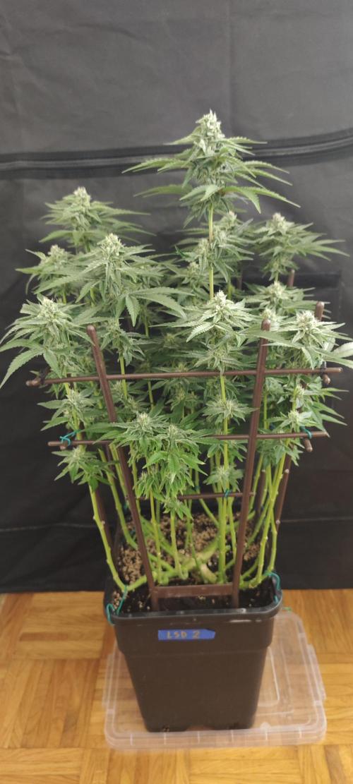 LSD - Barney's Farm. Week 10