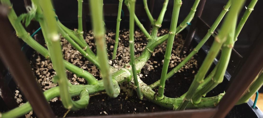 LSD - Barney's Farm. Week 10