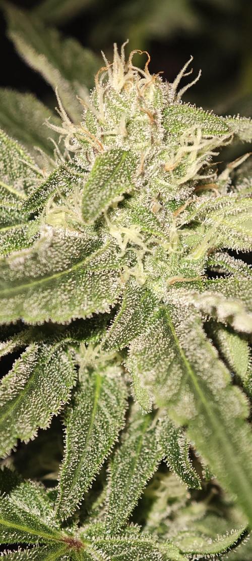 LSD - Barney's Farm. Week 10