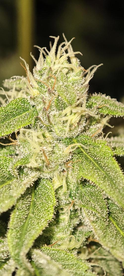 LSD - Barney's Farm. Week 10