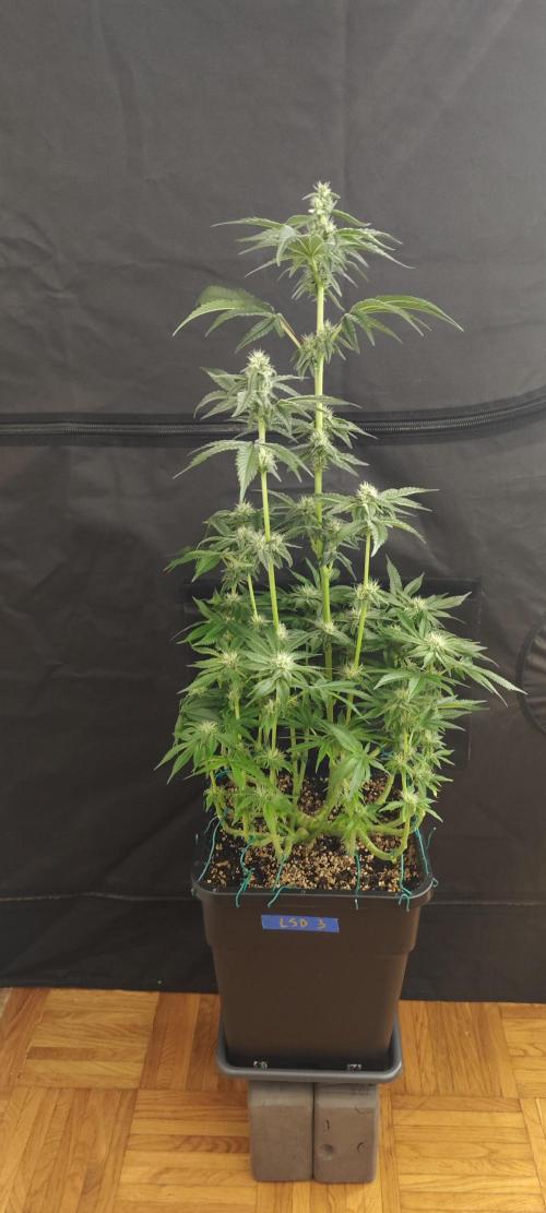 LSD - Barney's Farm. Week 10