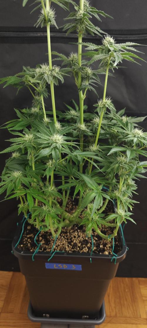 LSD - Barney's Farm. Week 10