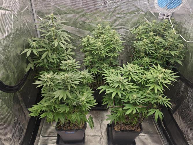 BUBBA KUSH - Barney's Farm. Week 10