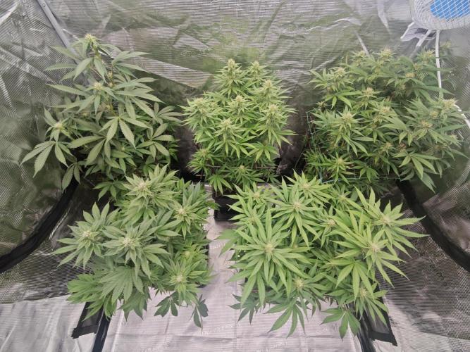 BUBBA KUSH - Barney's Farm. Week 10