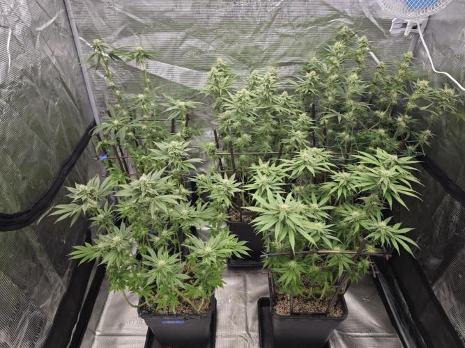 BUBBA KUSH - Barney's Farm. Week 10