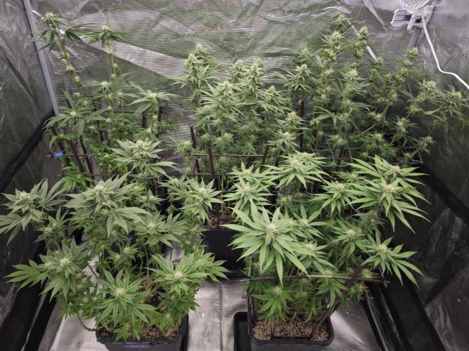 BUBBA KUSH - Barney's Farm. Week 10