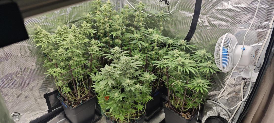 BUBBA KUSH - Barney's Farm. Week 10