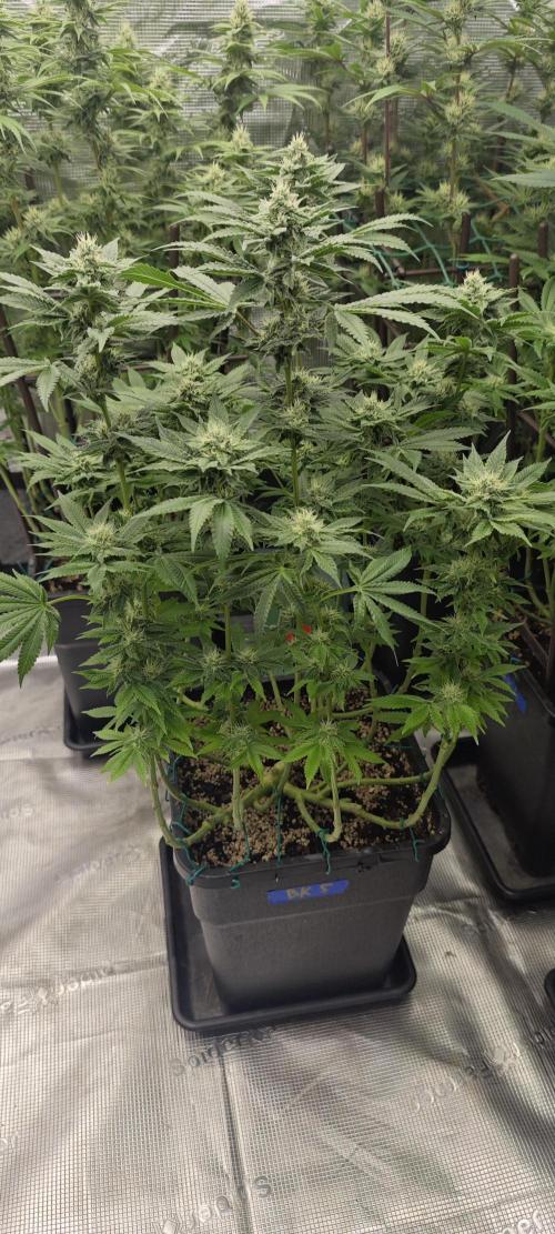BUBBA KUSH - Barney's Farm. Week 10