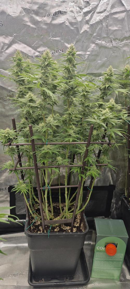 BUBBA KUSH - Barney's Farm. Week 10