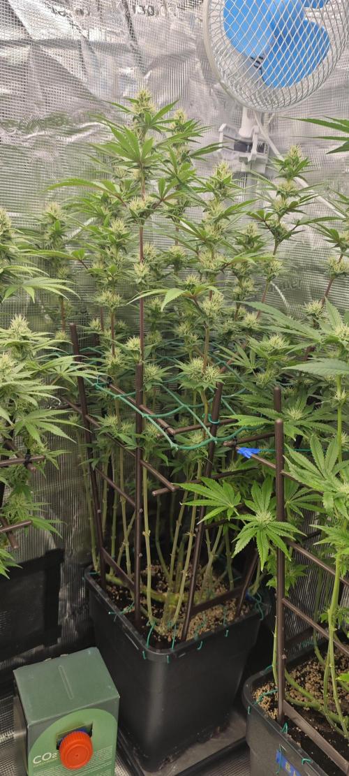 BUBBA KUSH - Barney's Farm. Week 10