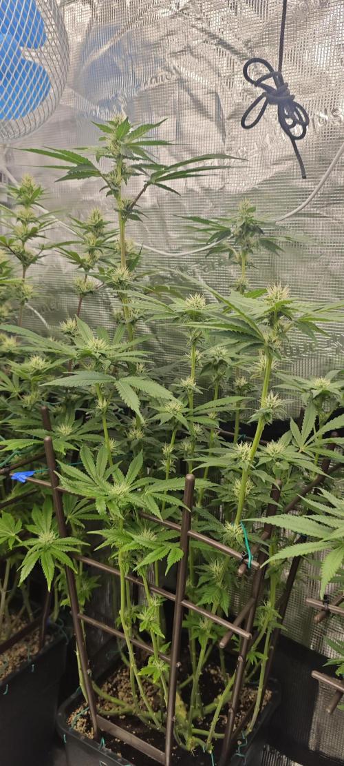 BUBBA KUSH - Barney's Farm. Week 10