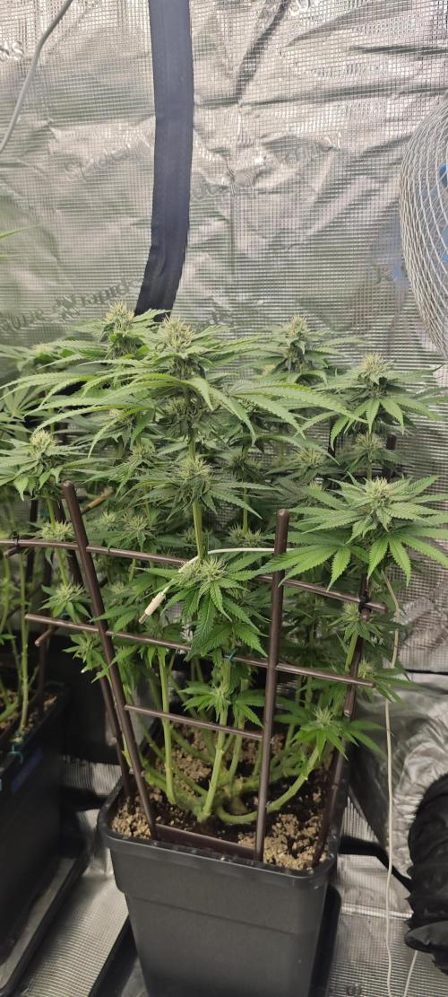 BUBBA KUSH - Barney's Farm. Week 10